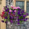 Roots Plants All Annual Bedding Sophistication' | Instant Designer Hanging Basket
