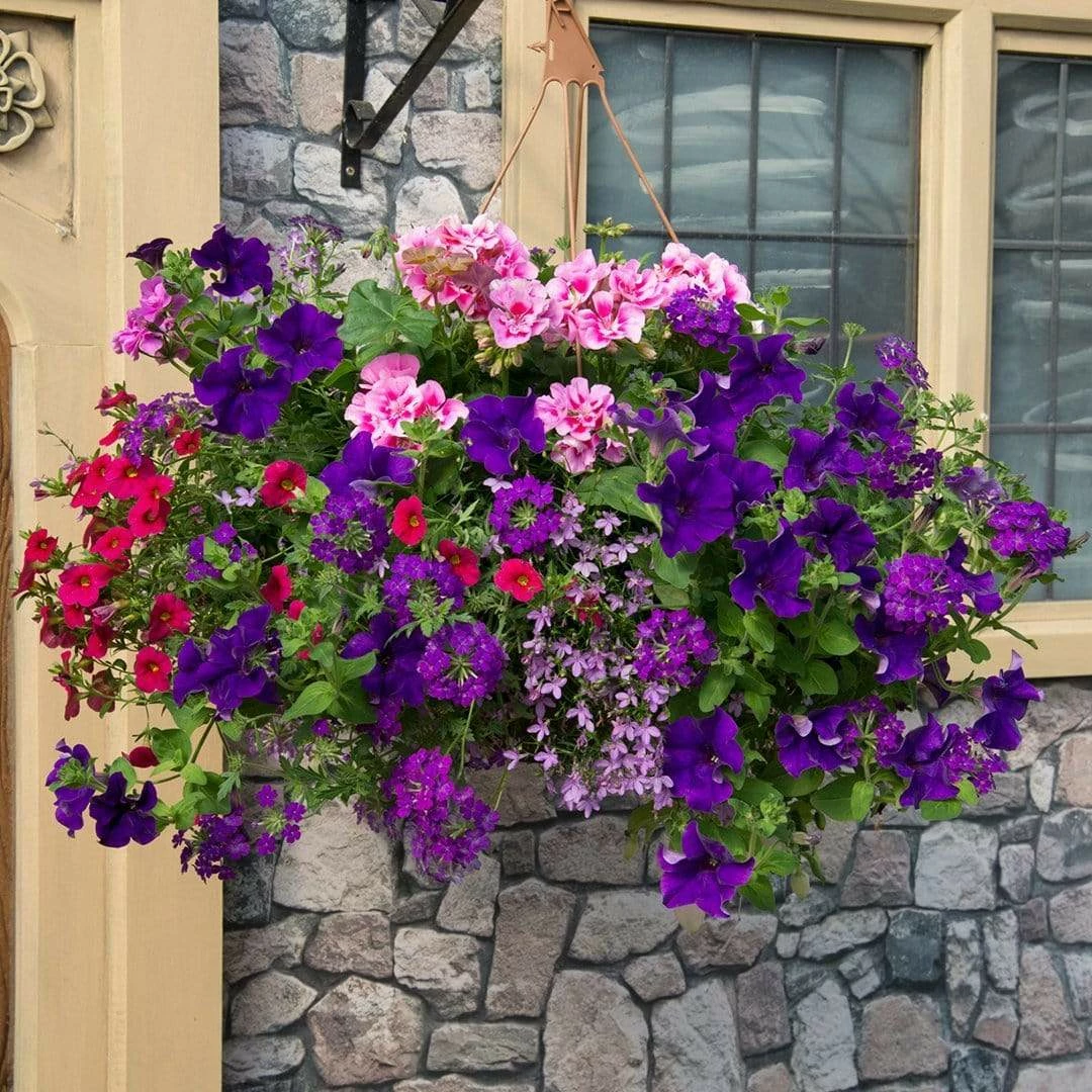 Roots Plants All Annual Bedding Sophistication' | Instant Designer Hanging Basket 3 Roots Plants All Annual Bedding Sophistication' | Instant Designer Hanging Basket