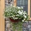 Roots Plants Effortless Chic' | Instant Designer Hanging Basket 1 Roots Plants Effortless Chic' | Instant Designer Hanging Basket
