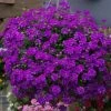 Roots Plants Verbena 'Enchantment Purple' Jumbo Plug Plants Verbenas 1 Roots Plants Verbena 'Enchantment Purple' Jumbo Plug Plants Verbenas