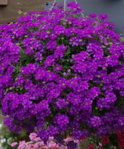 Roots Plants 12 Annuals For Pots | The Amethyst And Topaz Collection | Begonia, Osteospermum & Verbena 15 Roots Plants 12 Annuals For Pots | The Amethyst And Topaz Collection | Begonia, Osteospermum & Verbena