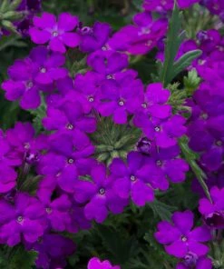 Roots Plants 12 Annuals For Pots | The Amethyst And Topaz Collection | Begonia, Osteospermum & Verbena 14 Roots Plants 12 Annuals For Pots | The Amethyst And Topaz Collection | Begonia, Osteospermum & Verbena