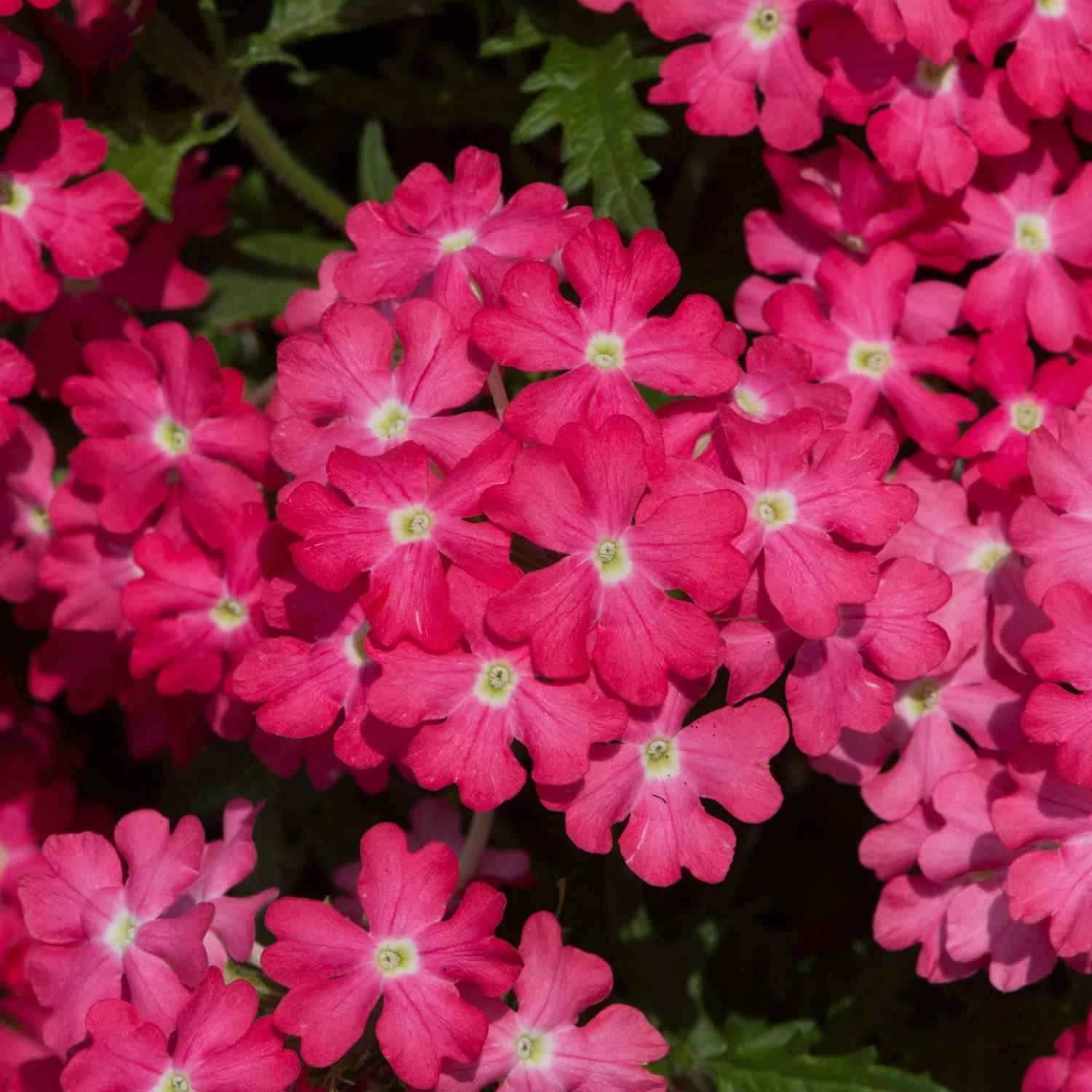 Roots Plants Verbena 'Enchantment Coral' Jumbo Plug Plants 4 Roots Plants Verbena 'Enchantment Coral' Jumbo Plug Plants