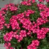 Roots Plants Verbena 'Enchantment Coral' Jumbo Plug Plants 2 Roots Plants Verbena 'Enchantment Coral' Jumbo Plug Plants
