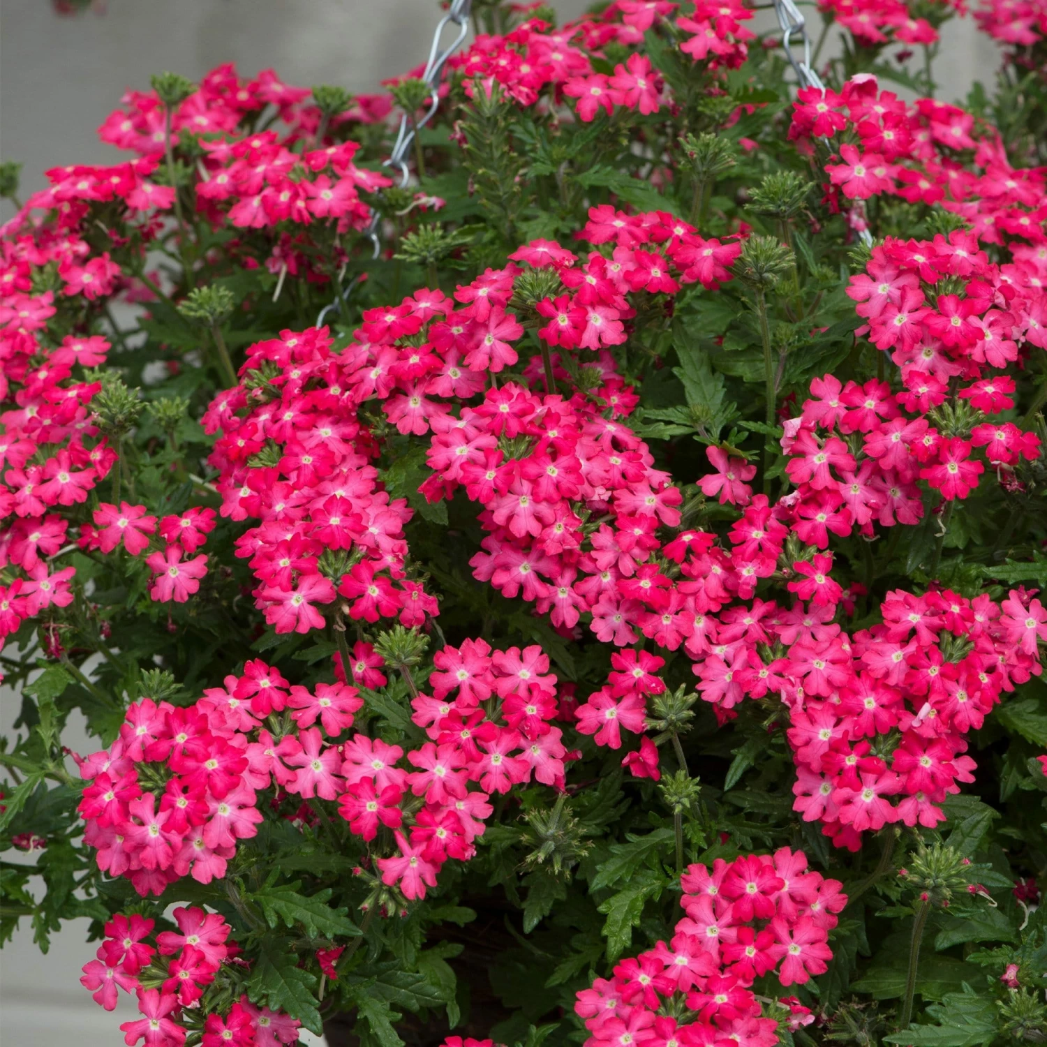 Roots Plants Verbena 'Enchantment Coral' Jumbo Plug Plants 3 Roots Plants Verbena 'Enchantment Coral' Jumbo Plug Plants