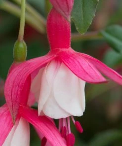 Roots Plants Hardy Fuchsia 'Alice Hoffman' Jumbo Plug Plants Fuchsias