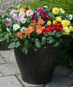 Roots Plants 40 Mixed Dahlia 'Figaro' Plug Plants Dahlias