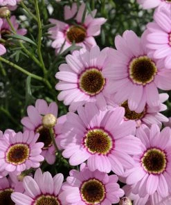 Roots Plants Argyranthemum Grandaisy 'Pink Halo' Jumbo Plug Plants All Annual Bedding