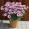 Roots Plants Argyranthemum Grandaisy 'Pink Halo' Jumbo Plug Plants All Annual Bedding