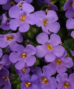 Roots Plants Bacopa 'Megacopa Blue' Jumbo Plug Plants