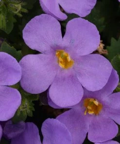 Roots Plants Bacopa 'Megacopa Blue' Jumbo Plug Plants