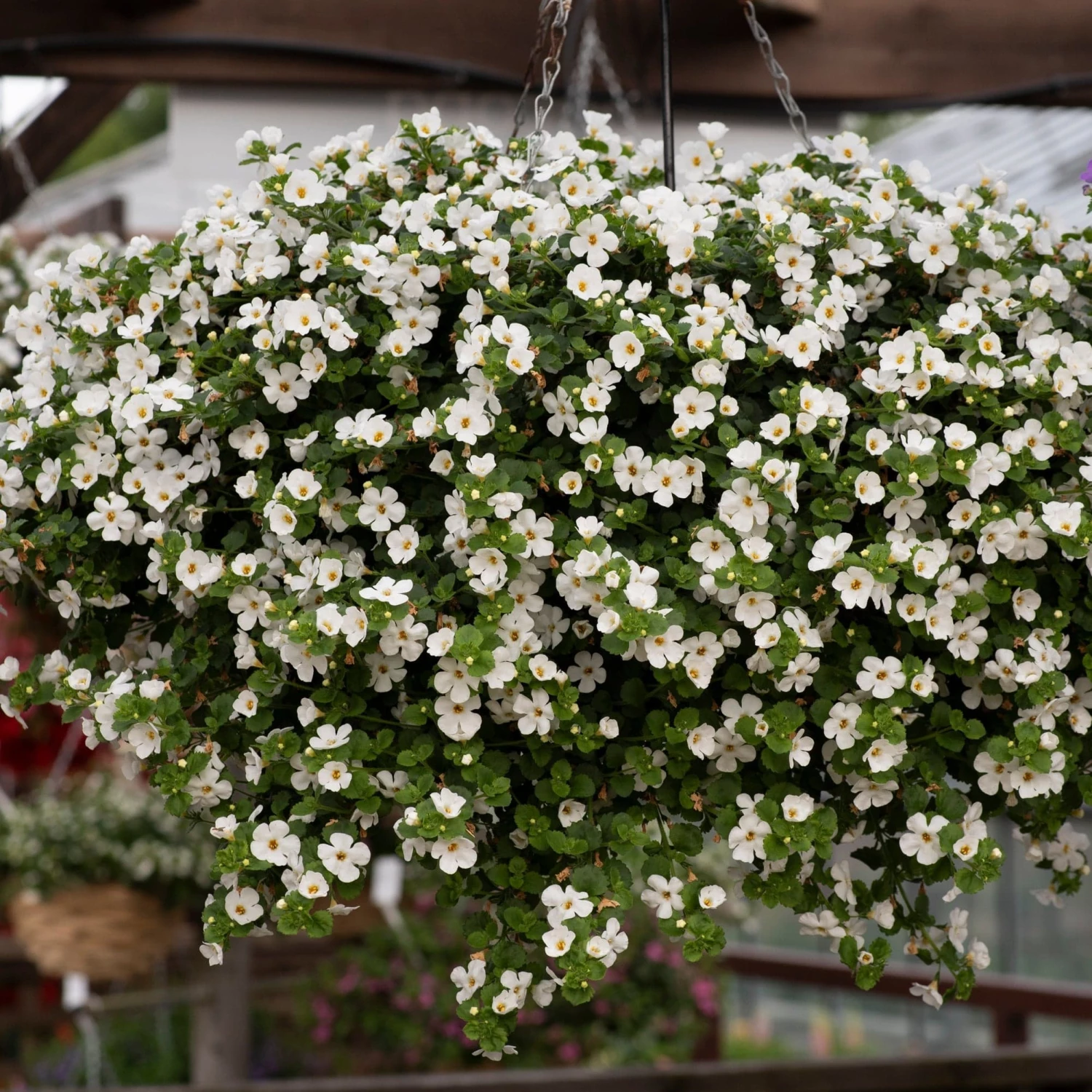 Roots Plants 12 Annuals For Hanging Baskets | The Blissful Shade Collection | Begonia, Bacopa & Fuchsia 7 Roots Plants 12 Annuals For Hanging Baskets | The Blissful Shade Collection | Begonia, Bacopa & Fuchsia
