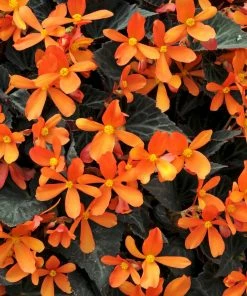Roots Plants 12 Annuals For Pots | The Amethyst And Topaz Collection | Begonia, Osteospermum & Verbena 13 Roots Plants 12 Annuals For Pots | The Amethyst And Topaz Collection | Begonia, Osteospermum & Verbena