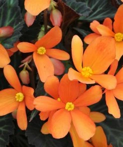 Roots Plants 12 Annuals For Pots | The Amethyst And Topaz Collection | Begonia, Osteospermum & Verbena 12 Roots Plants 12 Annuals For Pots | The Amethyst And Topaz Collection | Begonia, Osteospermum & Verbena