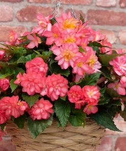 Roots Plants Begonia Nonstop® Joy 'Rose Picotee' Jumbo Plug Plants