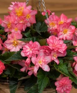 Roots Plants 12 Annuals For Hanging Baskets | The Blissful Shade Collection | Begonia, Bacopa & Fuchsia 10 Roots Plants 12 Annuals For Hanging Baskets | The Blissful Shade Collection | Begonia, Bacopa & Fuchsia