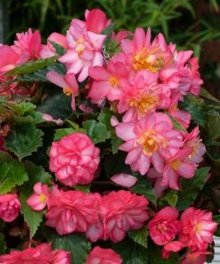 Roots Plants Begonia Nonstop® Joy 'Rose Picotee' Jumbo Plug Plants