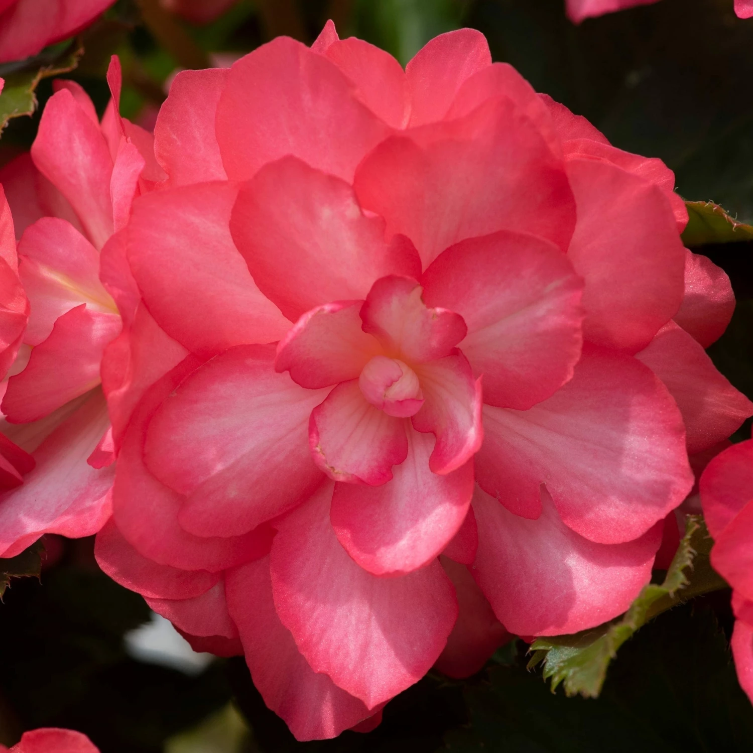 Roots Plants 12 Annuals For Hanging Baskets | The Blissful Shade Collection | Begonia, Bacopa & Fuchsia 4 Roots Plants 12 Annuals For Hanging Baskets | The Blissful Shade Collection | Begonia, Bacopa & Fuchsia
