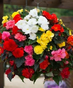 Roots Plants Mixed Begonia Nonstop® Jumbo Plug Plants Begonias