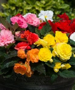 Roots Plants Mixed Begonia Nonstop® Jumbo Plug Plants Begonias