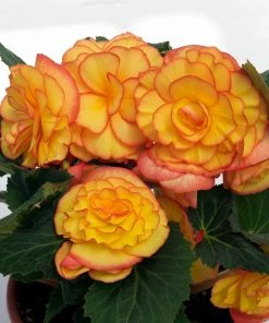 Roots Plants Begonia On Top 'Sunglow' Jumbo Plug Plants