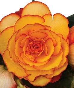 Roots Plants Begonia On Top 'Sunglow' Jumbo Plug Plants