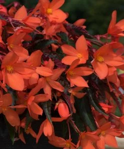 Roots Plants Begonias Begonia 'Rivulet Orange' Jumbo Plug Plants 13 Roots Plants Begonias Begonia 'Rivulet Orange' Jumbo Plug Plants