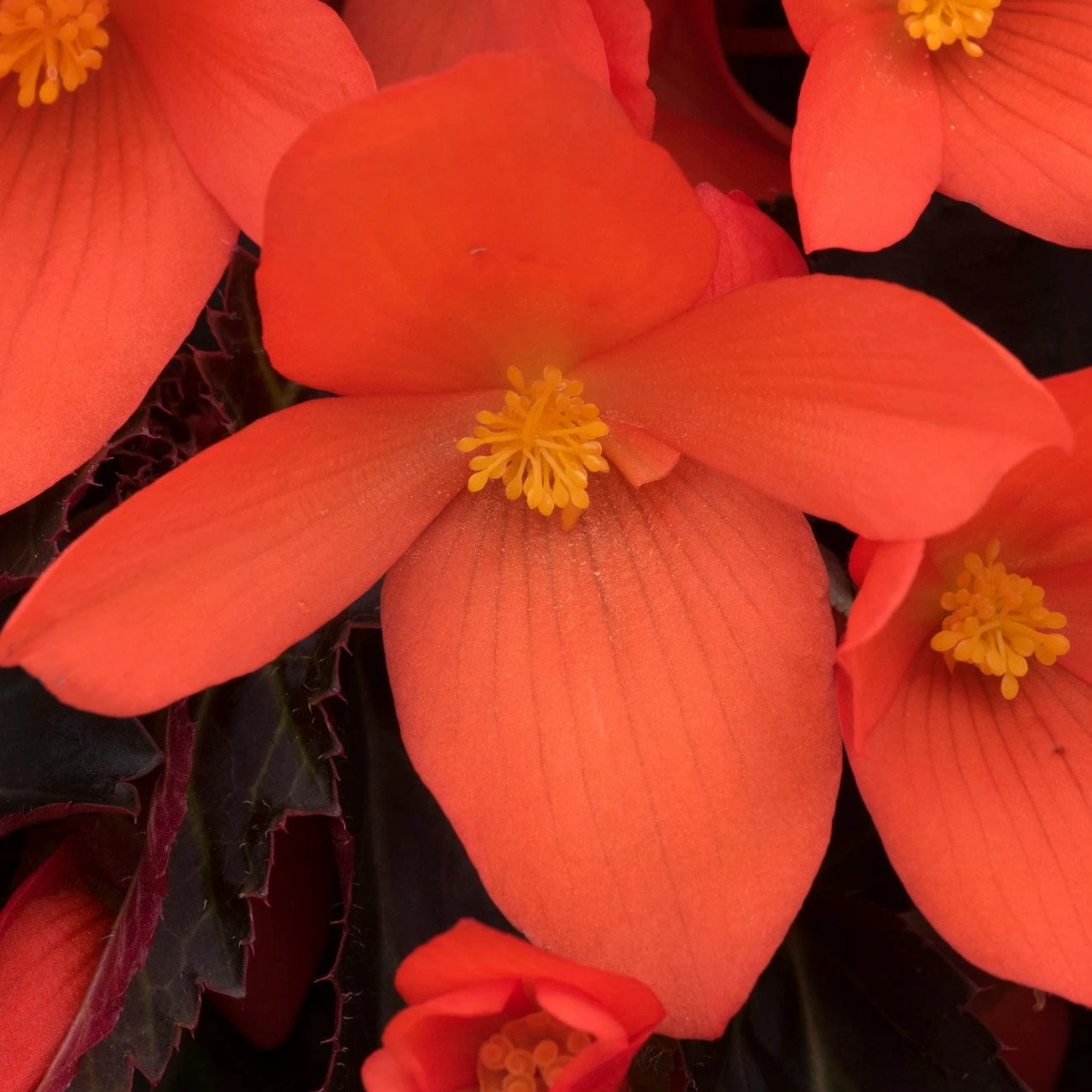 Roots Plants Begonias Begonia 'Rivulet Orange' Jumbo Plug Plants 5 Roots Plants Begonias Begonia 'Rivulet Orange' Jumbo Plug Plants