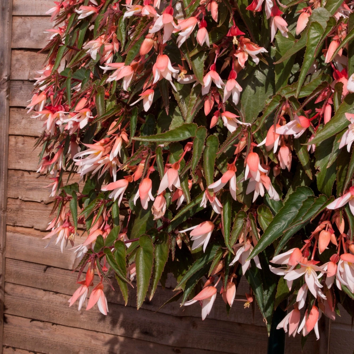 Roots Plants Begonia Starshine 'Appleblossom' Jumbo Plug Plants 4 Roots Plants Begonia Starshine 'Appleblossom' Jumbo Plug Plants