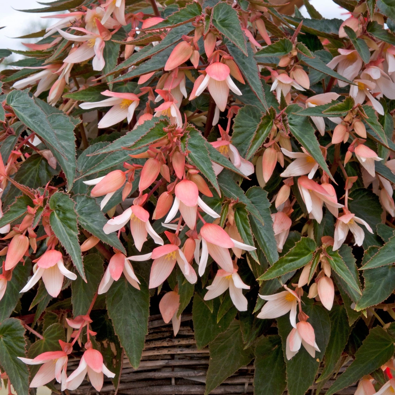 Roots Plants Begonia Starshine 'Appleblossom' Jumbo Plug Plants 3 Roots Plants Begonia Starshine 'Appleblossom' Jumbo Plug Plants