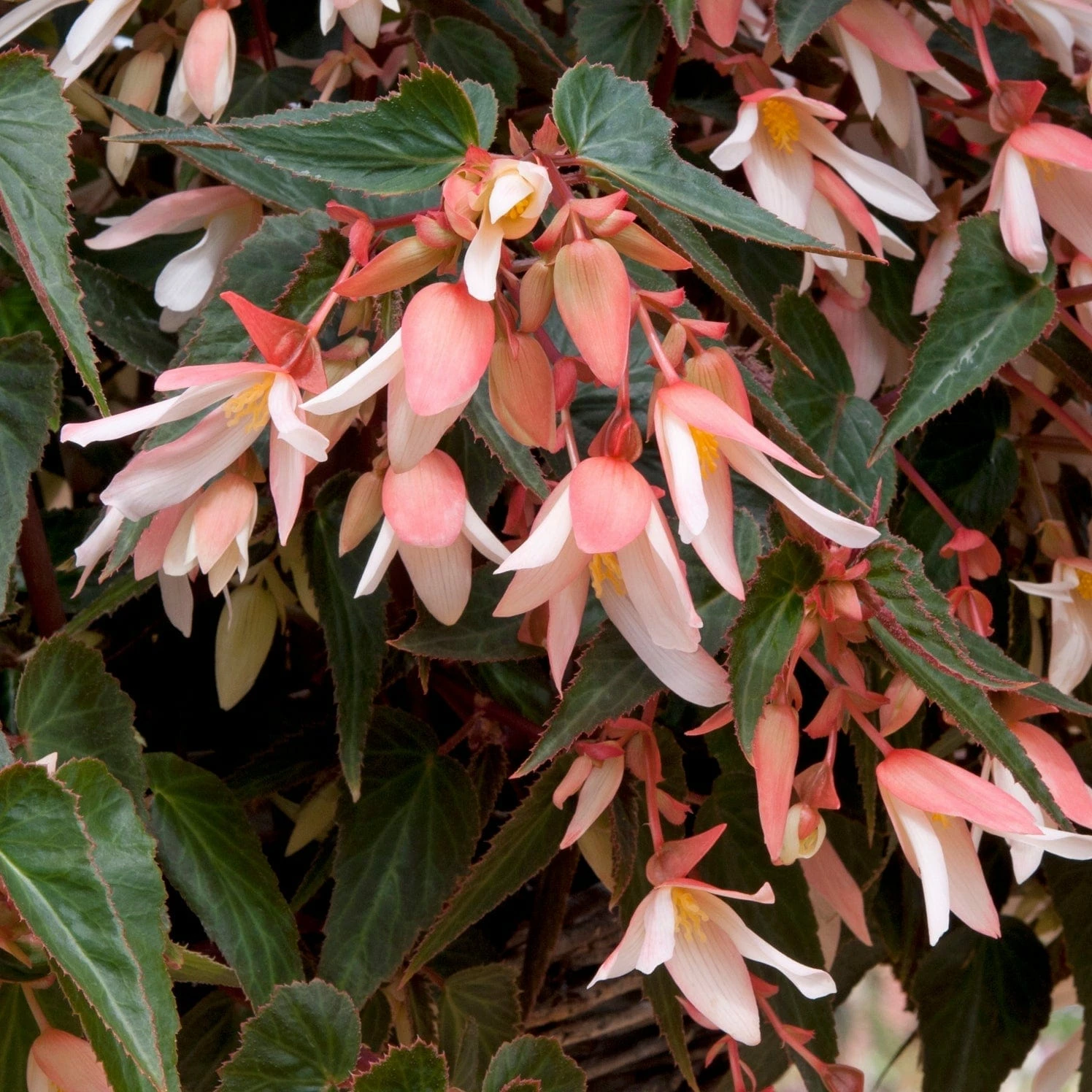 Roots Plants Begonia Starshine 'Appleblossom' Jumbo Plug Plants 6 Roots Plants Begonia Starshine 'Appleblossom' Jumbo Plug Plants