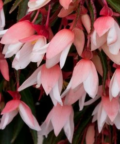 Roots Plants Begonia Starshine 'Appleblossom' Jumbo Plug Plants 9 Roots Plants Begonia Starshine 'Appleblossom' Jumbo Plug Plants