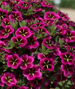 Roots Plants Calibrachoa Cabaret® 'Good Night Kiss' Jumbo Plug Plants Calibrachoas 10 Roots Plants Calibrachoa Cabaret® 'Good Night Kiss' Jumbo Plug Plants Calibrachoas