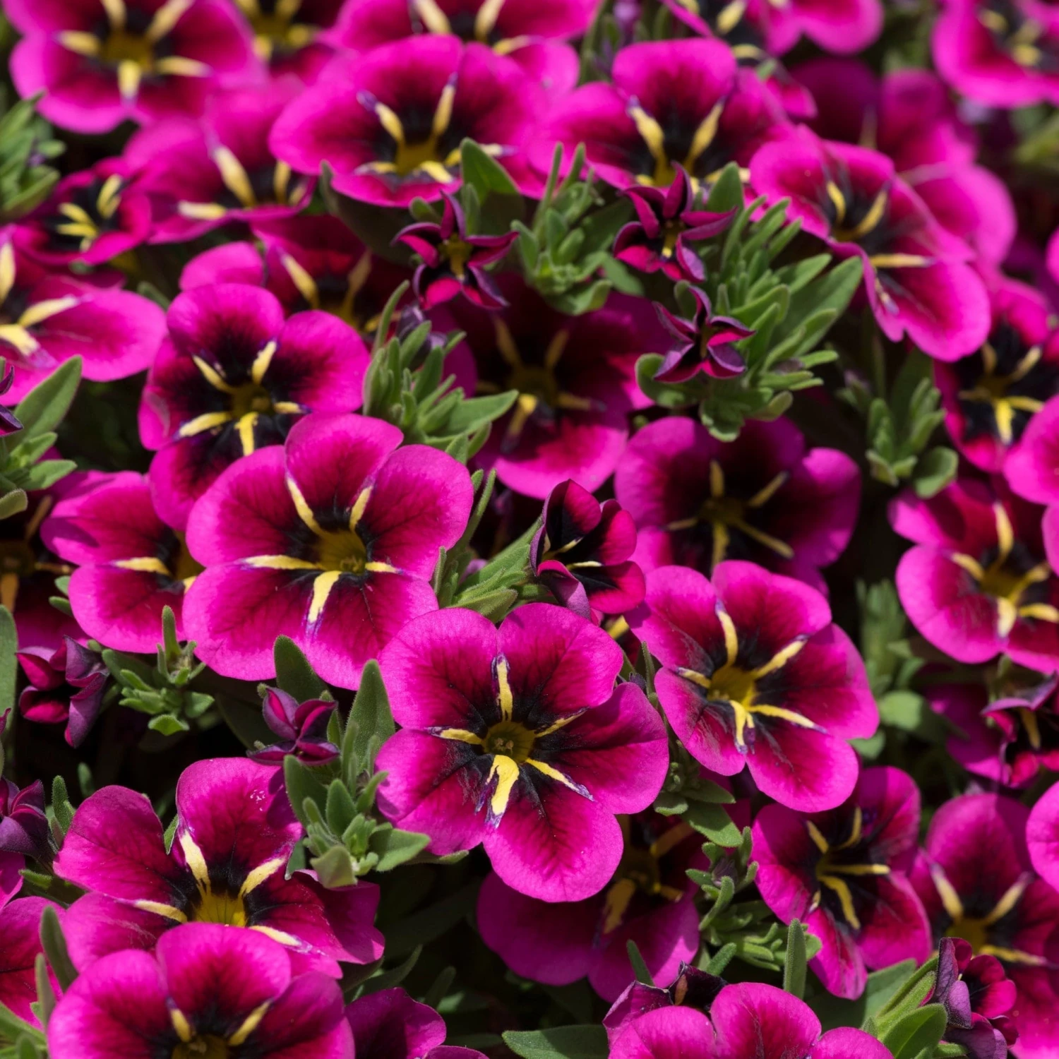 Roots Plants Calibrachoa Cabaret® 'Good Night Kiss' Jumbo Plug Plants Calibrachoas 5 Roots Plants Calibrachoa Cabaret® 'Good Night Kiss' Jumbo Plug Plants Calibrachoas