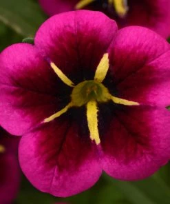 Roots Plants Busy Lizzies 12 Best Annuals For Hanging Baskets | Pink & Purple Shades | Jumbo Plug Plants