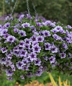 Roots Plants Calibrachoa Can-Can 'Blueberry Punch' Jumbo Plug Plants Calibrachoas