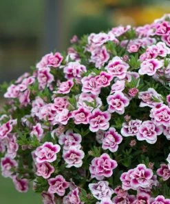 Roots Plants Calibrachoa Can-Can 'Double Pinktastic' Jumbo Plug Plants