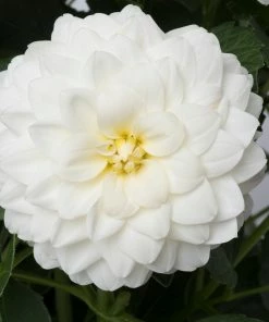 Roots Plants Dahlia Gardenetta 'White' Jumbo Plug Plants