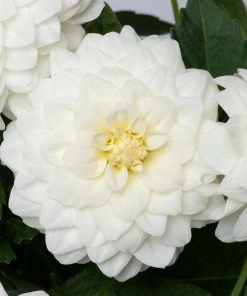 Roots Plants Dahlia Gardenetta 'White' Jumbo Plug Plants