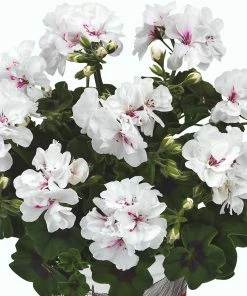 Roots Plants Geranium Sunflair 'Eva White' Jumbo Plug Plants 8 Roots Plants Geranium Sunflair 'Eva White' Jumbo Plug Plants