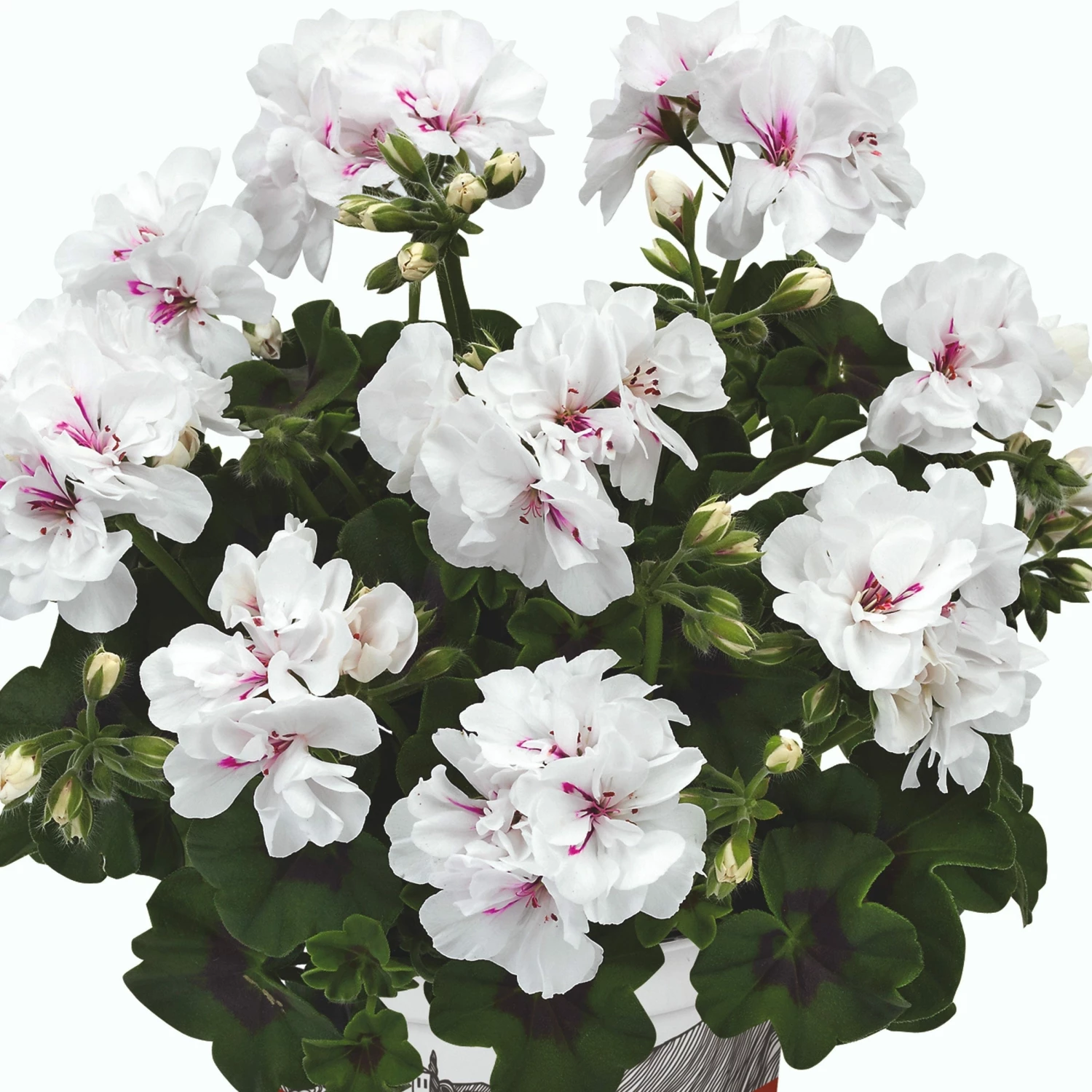 Roots Plants Geranium Sunflair 'Eva White' Jumbo Plug Plants 5 Roots Plants Geranium Sunflair 'Eva White' Jumbo Plug Plants