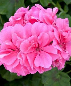Roots Plants 12 Best Annuals For Potted Plants | Pink And Purple Shades | Jumbo Plug Plants Begonias 10 Roots Plants 12 Best Annuals For Potted Plants | Pink And Purple Shades | Jumbo Plug Plants Begonias