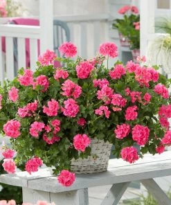 Roots Plants Geraniums & Pelargoniums Geranium Sunflair 'Linda Pink' Jumbo Plug Plants