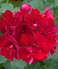 Roots Plants Geranium Sunflair Ruben 'Dark Red' Jumbo Plug Plants