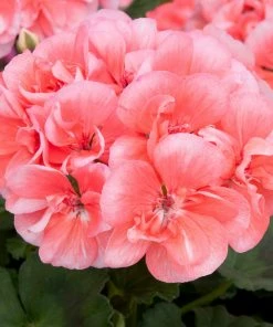 Roots Plants Geraniums & Pelargoniums Geranium Zonal Dolce Vita 'Hot Coral' Jumbo Plug Plants