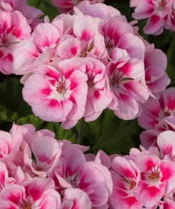 Roots Plants Geranium Zonal Smart 'Lieke Pink Eye' Jumbo Plug Plants Geraniums & Pelargoniums