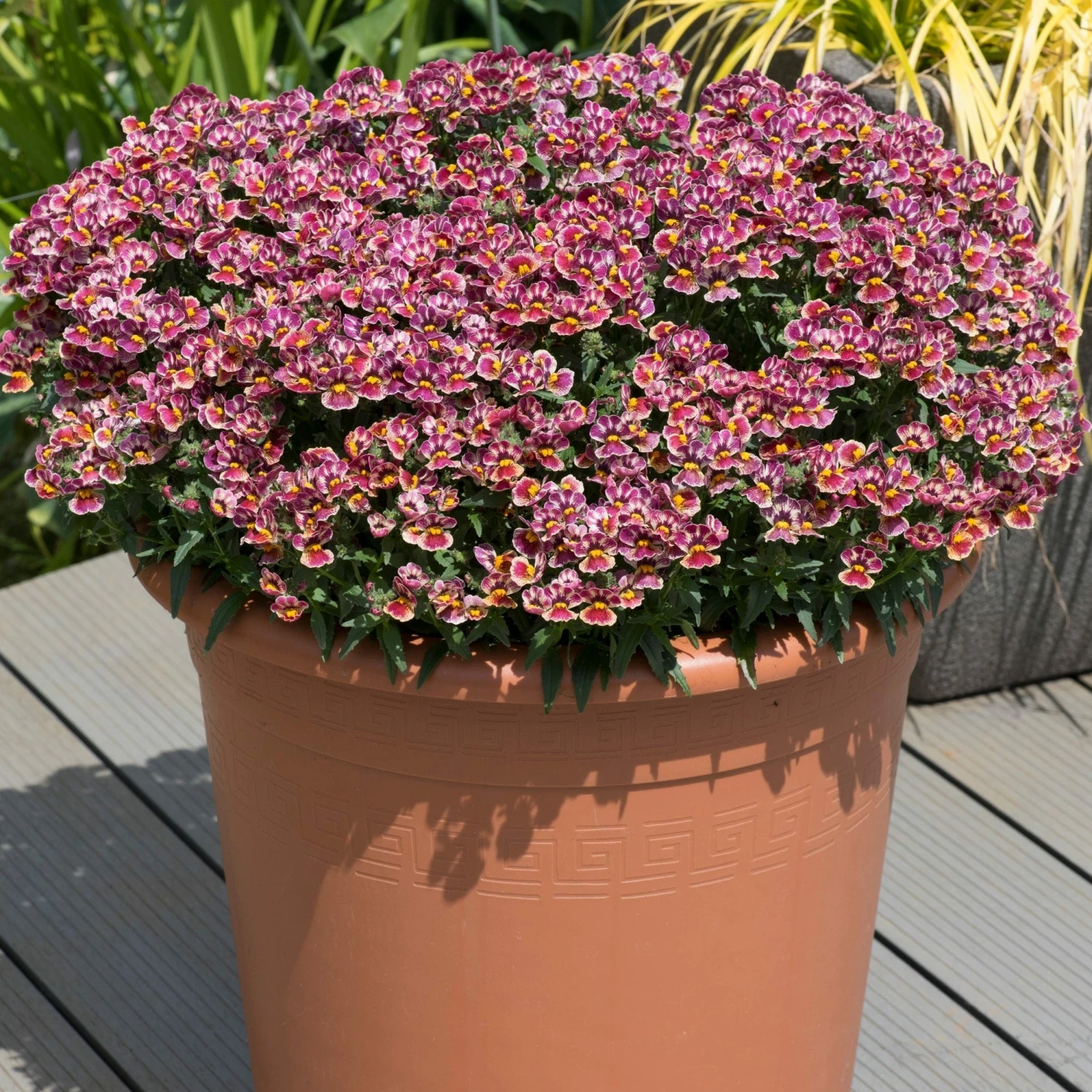 Roots Plants Nemesia Nesia 'Tutti Frutti' Jumbo Plug Plants 4 Roots Plants Nemesia Nesia 'Tutti Frutti' Jumbo Plug Plants