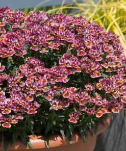 Roots Plants Nemesia Nesia 'Tutti Frutti' Jumbo Plug Plants 16 Roots Plants Nemesia Nesia 'Tutti Frutti' Jumbo Plug Plants