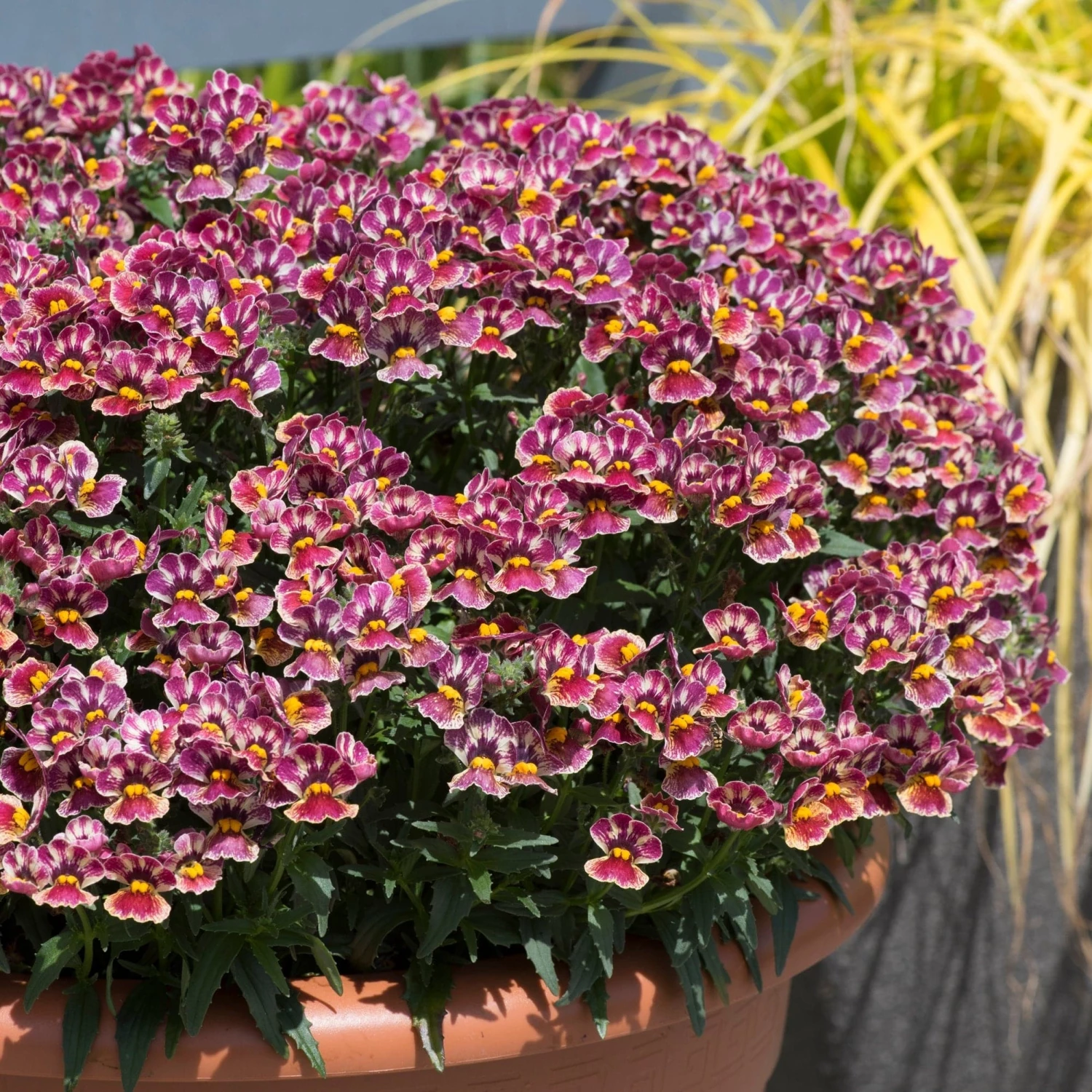 Roots Plants Nemesia Nesia 'Tutti Frutti' Jumbo Plug Plants 9 Roots Plants Nemesia Nesia 'Tutti Frutti' Jumbo Plug Plants