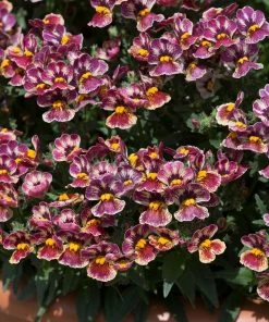 Roots Plants Nemesia Nesia 'Tutti Frutti' Jumbo Plug Plants 15 Roots Plants Nemesia Nesia 'Tutti Frutti' Jumbo Plug Plants